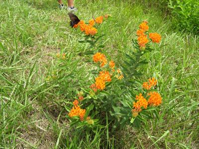 Camp Lewallen 2007 0510